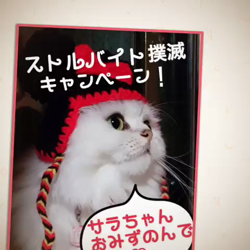 高木睦枝ブリーダーからお迎えしたペルシャ(チンチラ)：るなちゃん