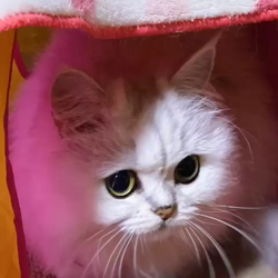 高木睦枝ブリーダーからお迎えしたペルシャ(チンチラ)：るなちゃん