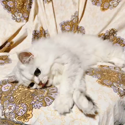 高木睦枝ブリーダーからお迎えしたペルシャ(チンチラ)：るなちゃん