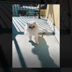 高木睦枝ブリーダーからお迎えしたペルシャ(チンチラ)：るなちゃん