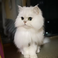 高木睦枝ブリーダーからお迎えしたペルシャ(チンチラ)：るなちゃん