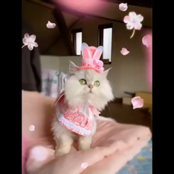 高木睦枝ブリーダーからお迎えしたペルシャ(チンチラ)：るなちゃん