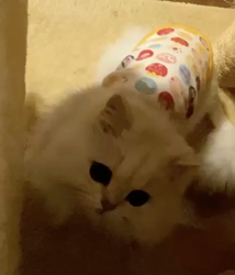 高木睦枝ブリーダーからお迎えしたペルシャ(チンチラ)：るなちゃん