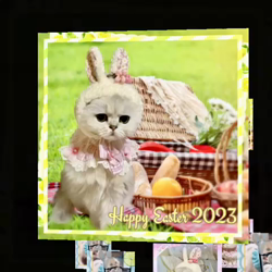 高木睦枝ブリーダーからお迎えしたペルシャ(チンチラ)：るなちゃん