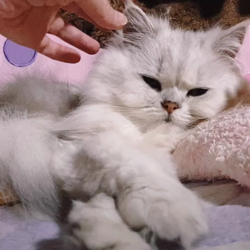 高木睦枝ブリーダーからお迎えしたペルシャ(チンチラ)：るなちゃん