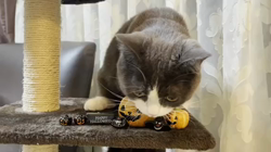 岩垣朋子ブリーダーからお迎えしたマンチカン：とうふくん