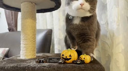 岩垣朋子ブリーダーからお迎えしたマンチカン：とうふくん