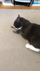 岩垣朋子ブリーダーからお迎えしたマンチカン：とうふくん