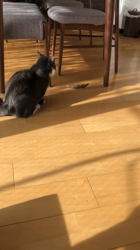 岩垣朋子ブリーダーからお迎えしたマンチカン：とうふくん