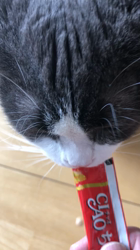 岩垣朋子ブリーダーからお迎えしたマンチカン：とうふくん