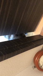 岩垣朋子ブリーダーからお迎えしたマンチカン：とうふくん