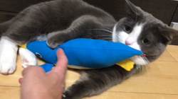 岩垣朋子ブリーダーからお迎えしたマンチカン：とうふくん