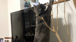 岩垣朋子ブリーダーからお迎えしたマンチカン：とうふくん