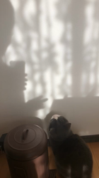 岩垣朋子ブリーダーからお迎えしたマンチカン：とうふくん