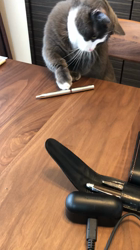 岩垣朋子ブリーダーからお迎えしたマンチカン：とうふくん