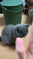 林良子ブリーダーからお迎えしたブリティッシュショートヘア：ジェニちゃん