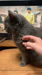 林良子ブリーダーからお迎えしたブリティッシュショートヘア：ジェニちゃん
