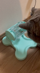 林良子ブリーダーからお迎えしたブリティッシュショートヘア：ジェニちゃん