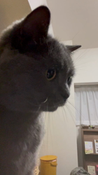 林良子ブリーダーからお迎えしたブリティッシュショートヘア：ジェニちゃん