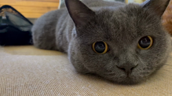 林良子ブリーダーからお迎えしたブリティッシュショートヘア：ジェニちゃん