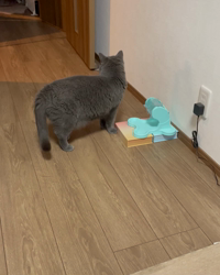 林良子ブリーダーからお迎えしたブリティッシュショートヘア：ジェニちゃん