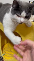 林良子ブリーダーからお迎えしたブリティッシュショートヘア：ジェニちゃん