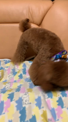 上神田千秋ブリーダーからお迎えしたトイプードル：モカちゃん