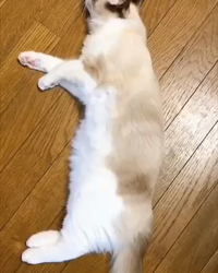 今村美由紀ブリーダーからお迎えしたラグドール：とのくん