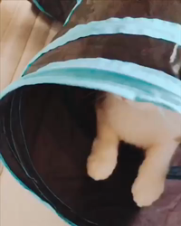 今村美由紀ブリーダーからお迎えしたラグドール：とのくん