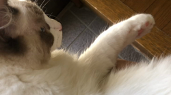 今村美由紀ブリーダーからお迎えしたラグドール：とのくん