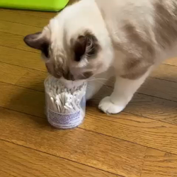 今村美由紀ブリーダーからお迎えしたラグドール：とのくん