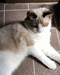 今村美由紀ブリーダーからお迎えしたラグドール：とのくん