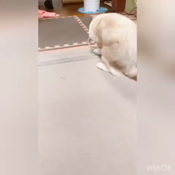 今村美由紀ブリーダーからお迎えしたラグドール：とのくん