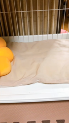 今村美由紀ブリーダーからお迎えしたラグドール：とのくん