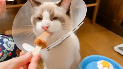 今村美由紀ブリーダーからお迎えしたラグドール：とのくん