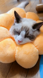 今村美由紀ブリーダーからお迎えしたラグドール：とのくん