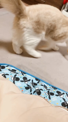 今村美由紀ブリーダーからお迎えしたラグドール：とのくん