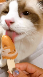 今村美由紀ブリーダーからお迎えしたラグドール：とのくん