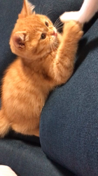 前野幹子ブリーダーからお迎えしたマンチカン：ジョイくん