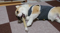 池田洋子ブリーダーからお迎えしたウェルシュ・コーギー・ペンブローク：小松くん