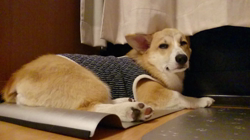 池田洋子ブリーダーからお迎えしたウェルシュ・コーギー・ペンブローク：小松くん