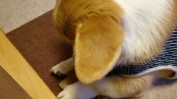 池田洋子ブリーダーからお迎えしたウェルシュ・コーギー・ペンブローク：小松くん