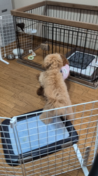 石崎滋ブリーダーからお迎えしたトイプードル：ここちゃん