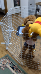 石崎滋ブリーダーからお迎えしたトイプードル：ここちゃん
