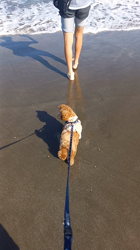 倉持健一ブリーダーからお迎えしたトイプードル：るる丸くん