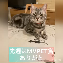 山田千里ブリーダーからお迎えしたアメリカンショートヘア：そらちゃん