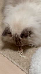 羅方遠ブリーダーからお迎えしたサイベリアン：ソフィアちゃん