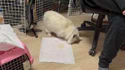 羅方遠ブリーダーからお迎えしたサイベリアン：ソフィアちゃん