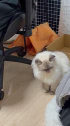 羅方遠ブリーダーからお迎えしたサイベリアン：ソフィアちゃん