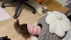 羅方遠ブリーダーからお迎えしたサイベリアン：ソフィアちゃん